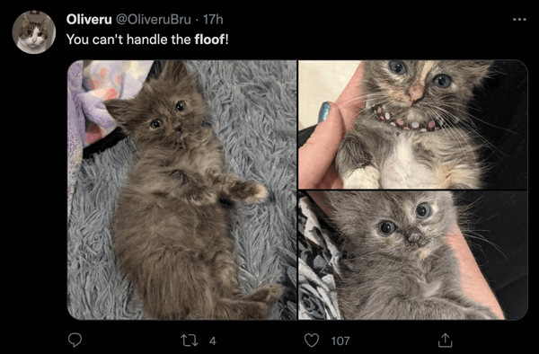 A Twitter user showing off their cat's floof