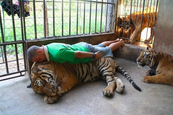 A man planking on a tiger