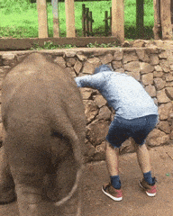 An elephant that thinks it's TTKA